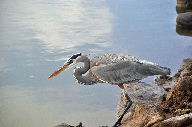 grenada, caribbean, west indie-197.jpg - GREAT BLUE EGRET - GRENADA, CARIBBEAN - 2011